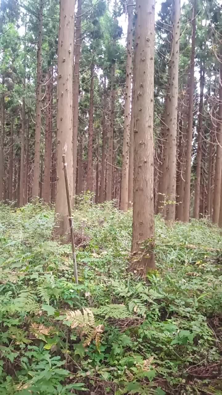 雨請石山コース【雨請石山山頂】